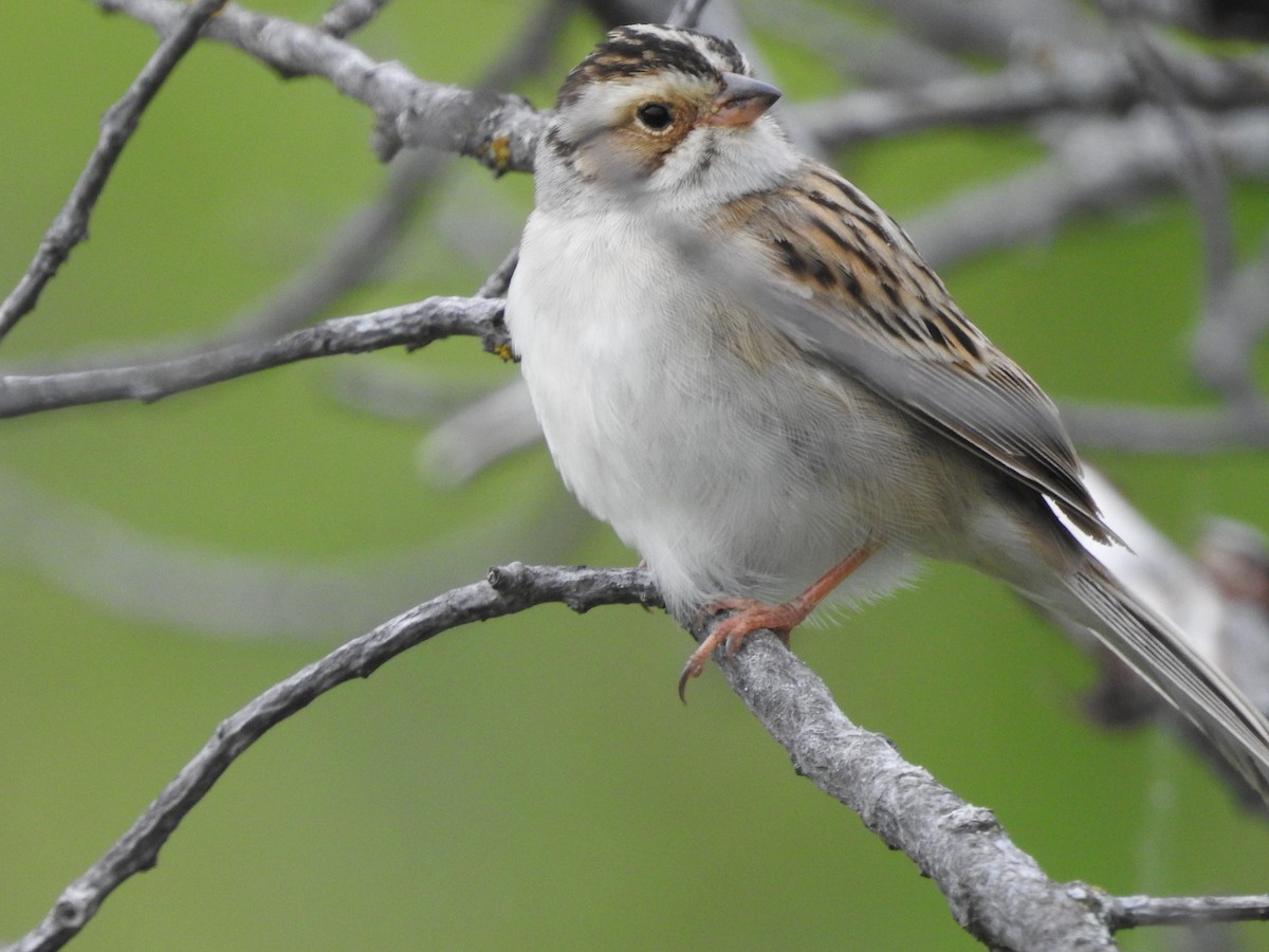 Clay-colored Sparrow - ML619666796