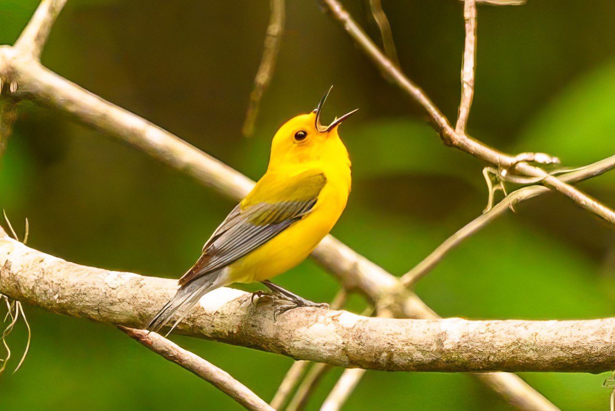 Prothonotary Warbler - ML619666803
