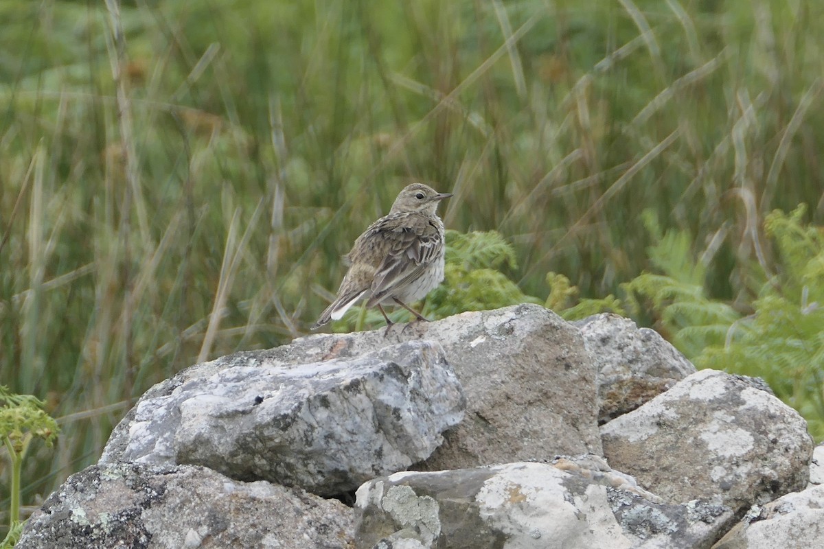Meadow Pipit - ML619666808