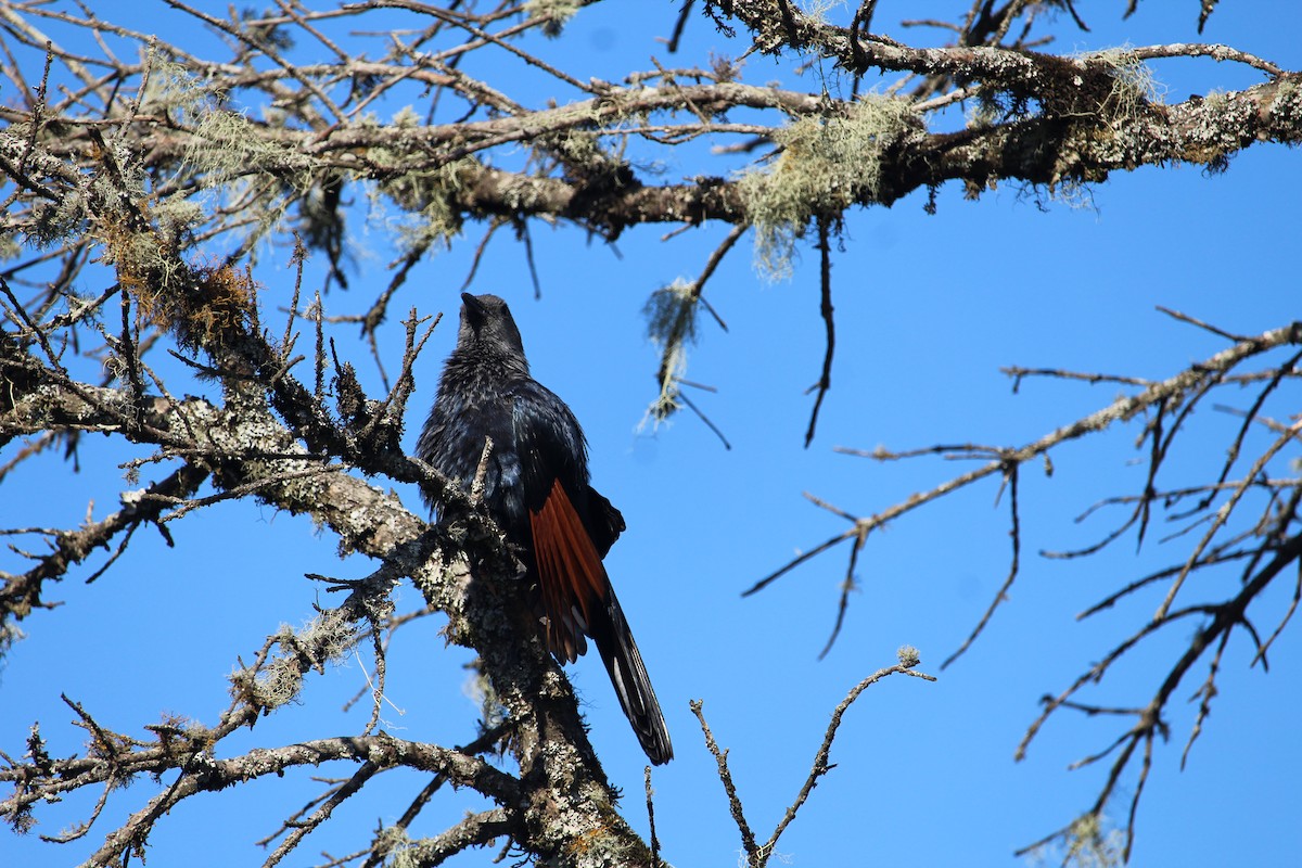 Red-winged Starling - ML619666818