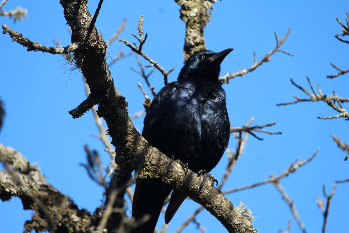 Red-winged Starling - ML619666824