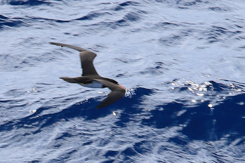Brown Booby - ML619666831