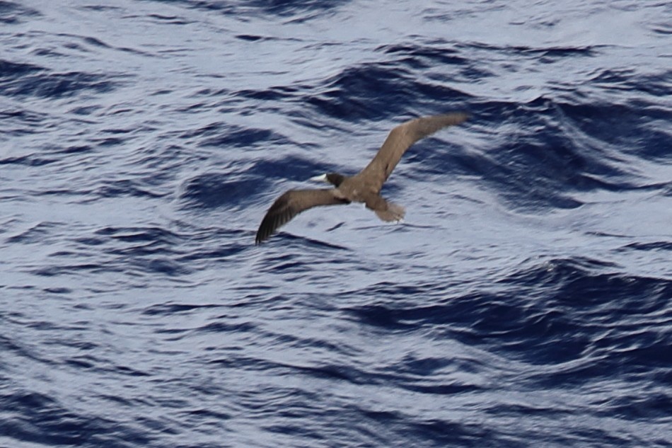 Brown Booby - ML619666835