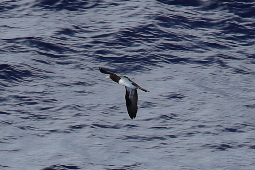 Brown Booby - ML619666836