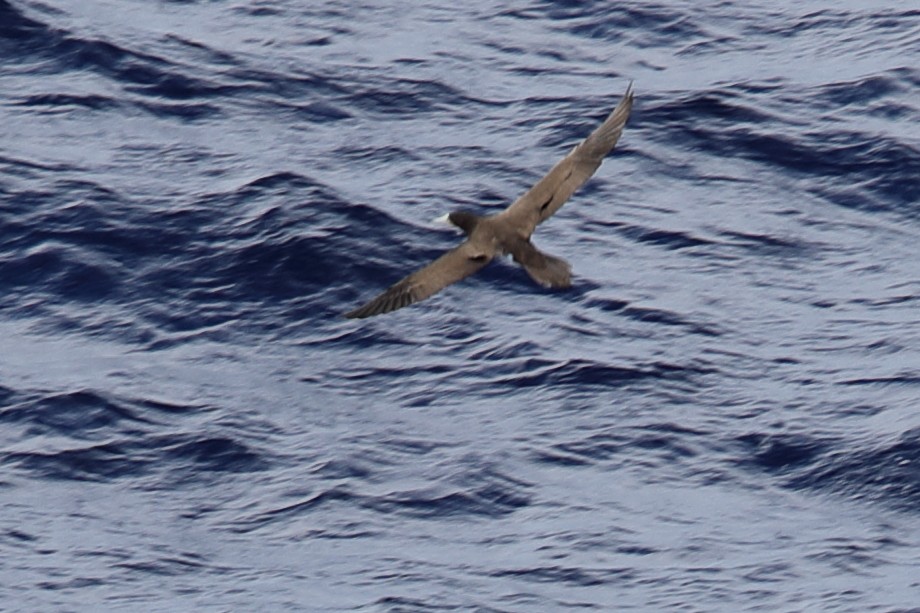 Brown Booby - ML619666838