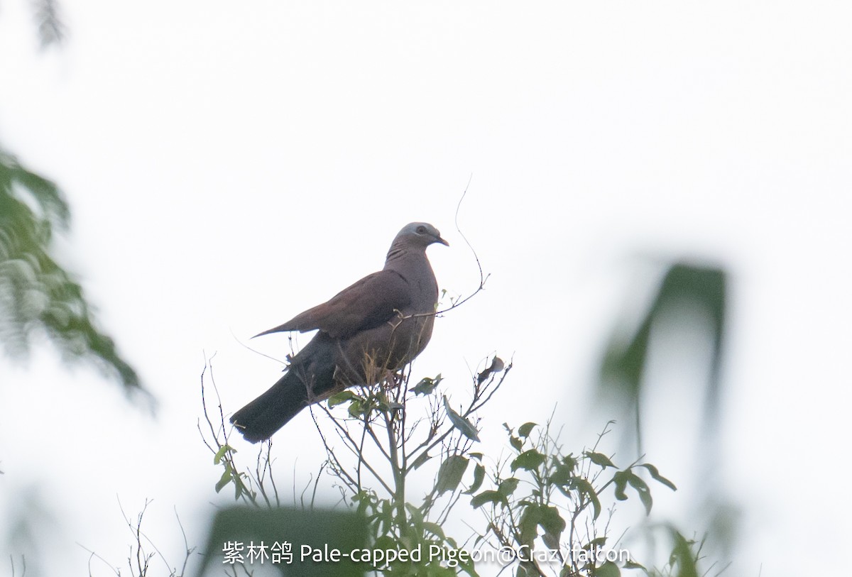 Pale-capped Pigeon - ML619666862