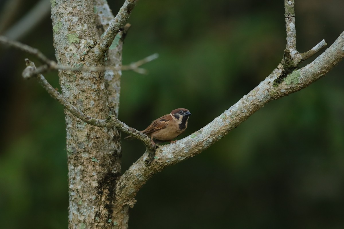 Eurasian Tree Sparrow - ML619666932