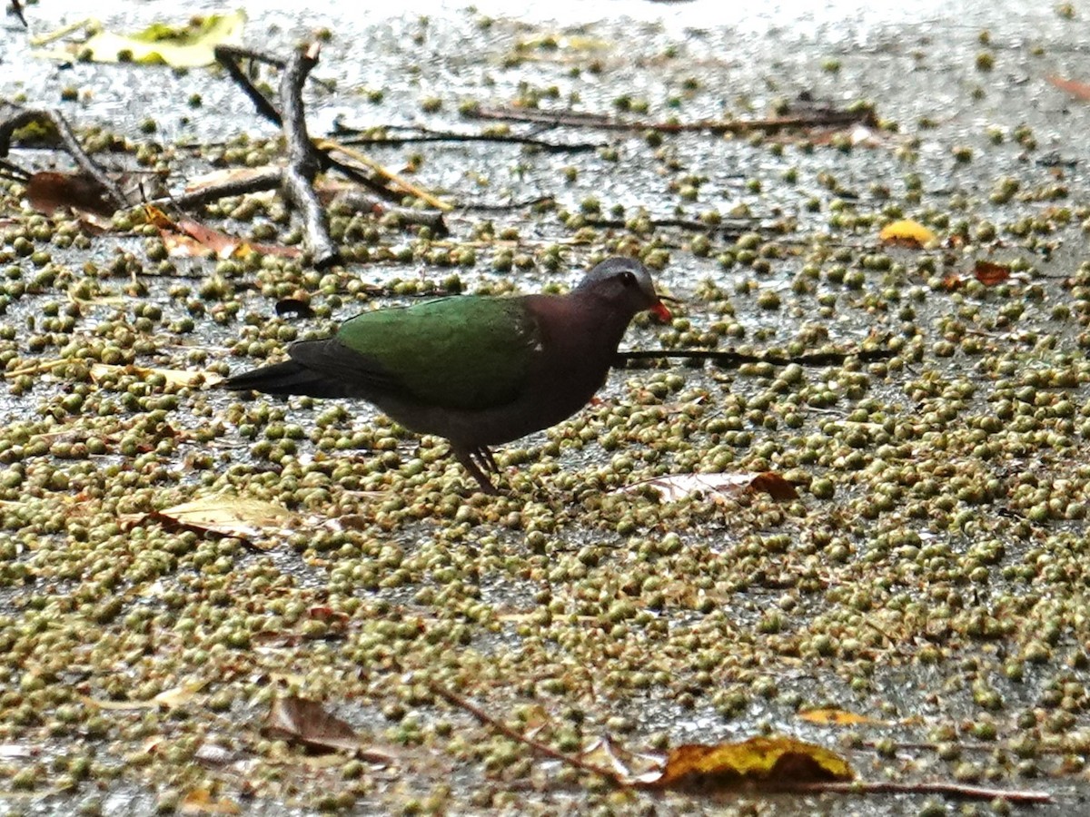 Asian Emerald Dove - ML619666935