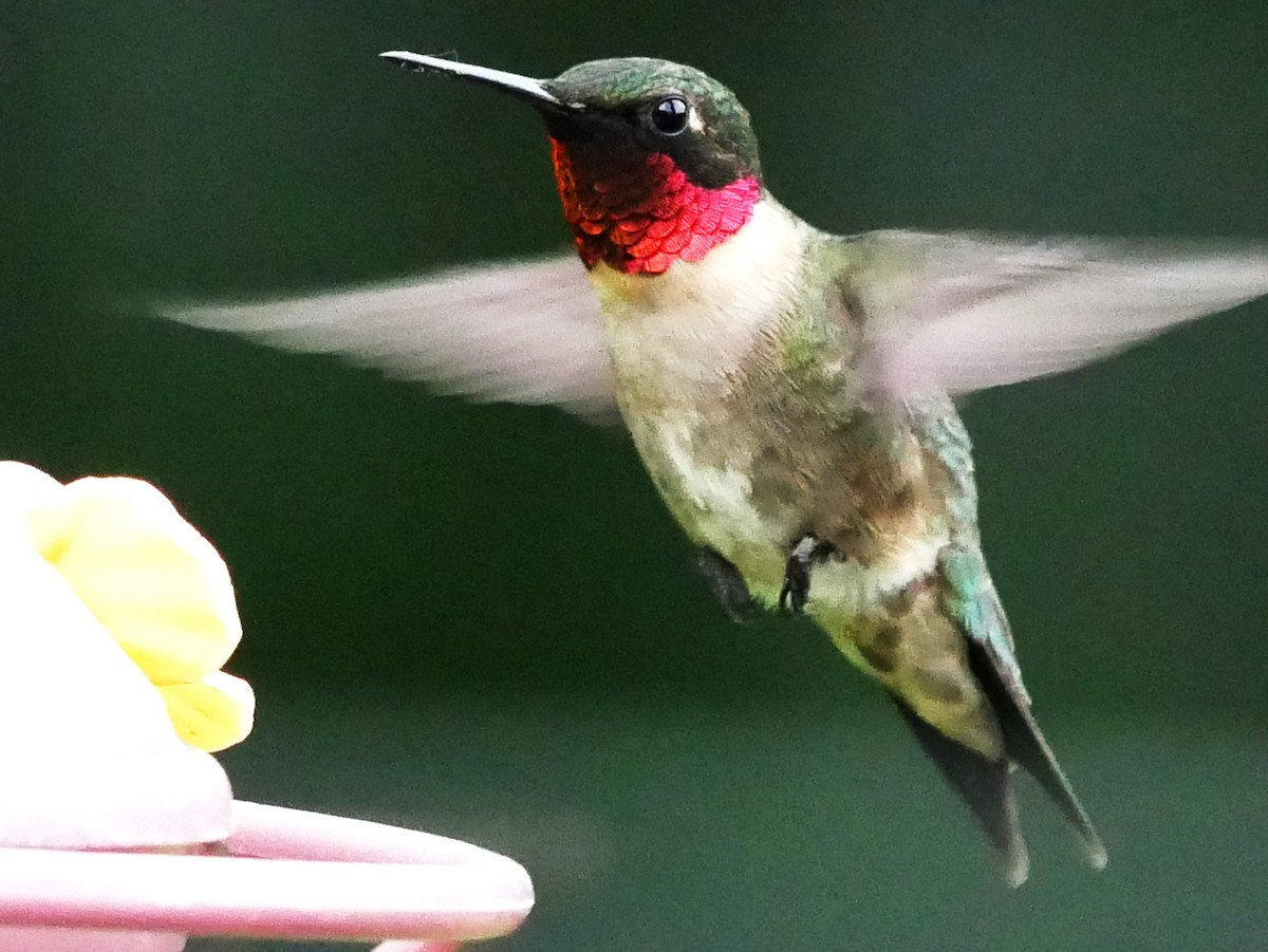 Ruby-throated Hummingbird - ML619666956