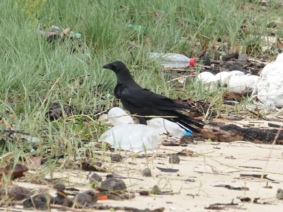 Large-billed Crow - ML619666959