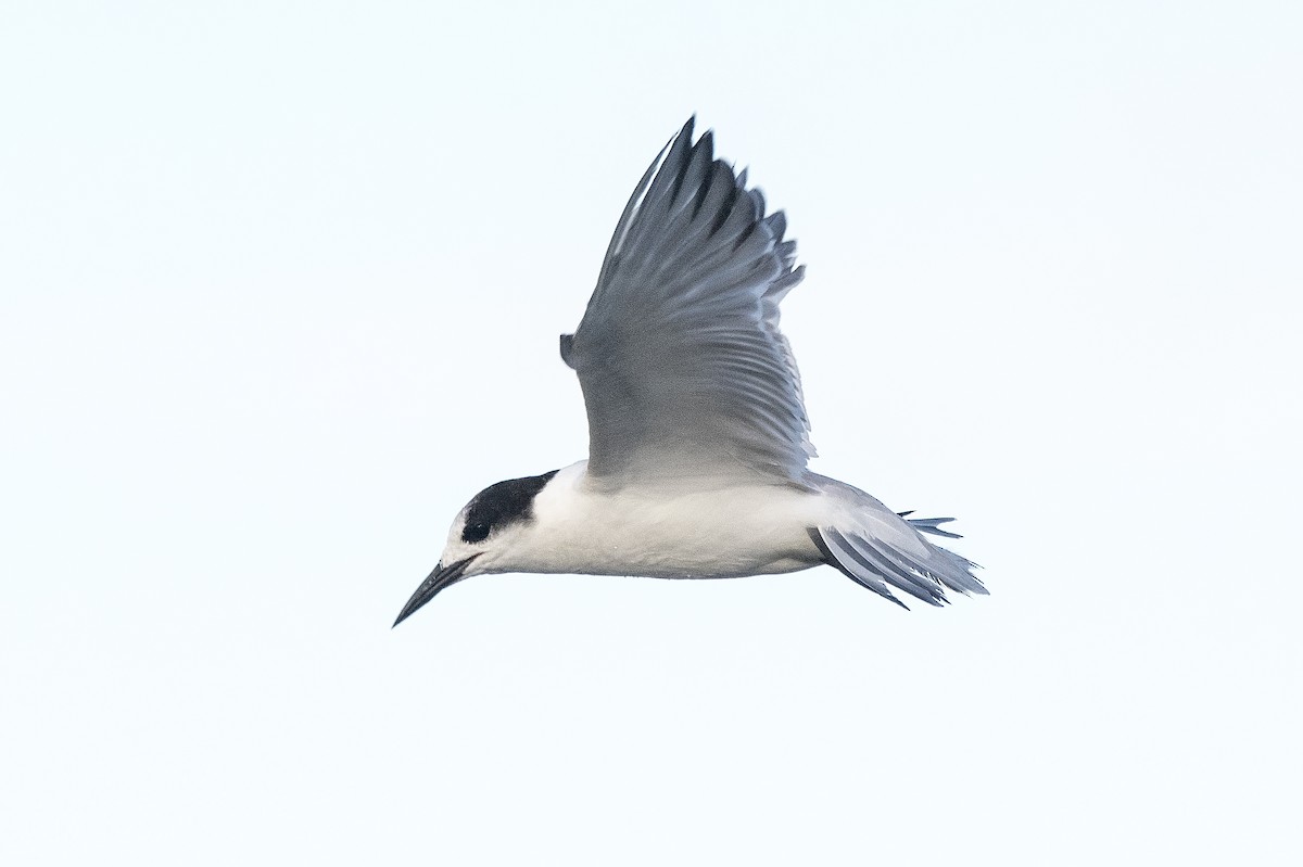 Common Tern - ML619667014