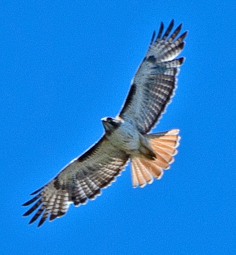 Red-tailed Hawk - ML619667023