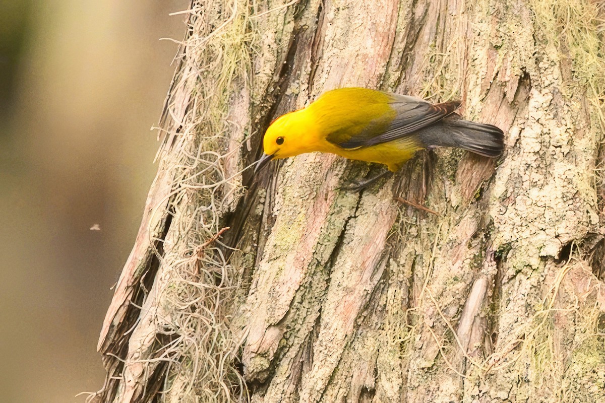 Prothonotary Warbler - ML619667041