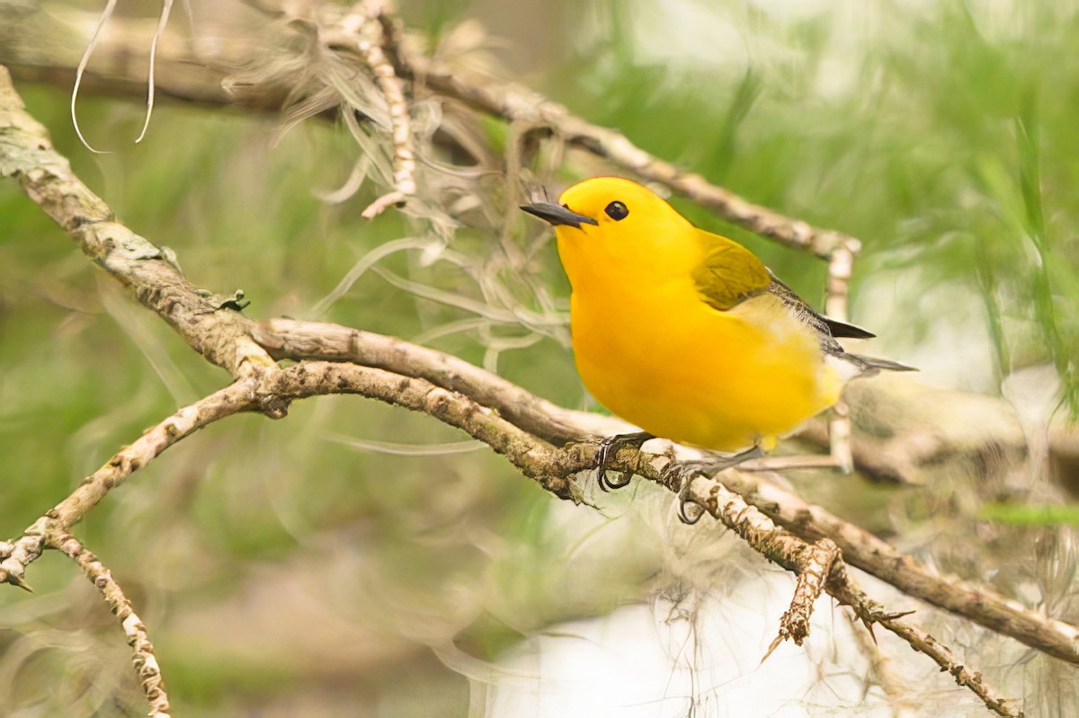 Prothonotary Warbler - ML619667042
