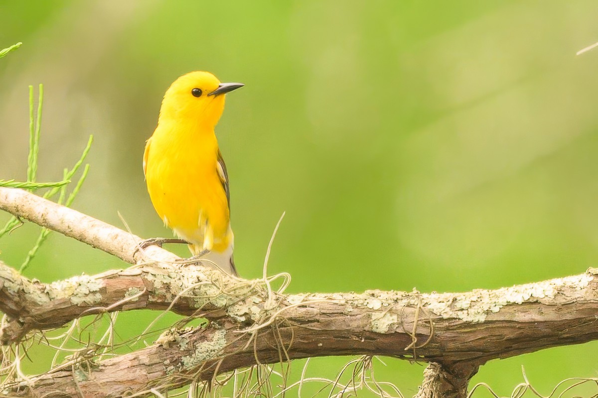 Prothonotary Warbler - ML619667043