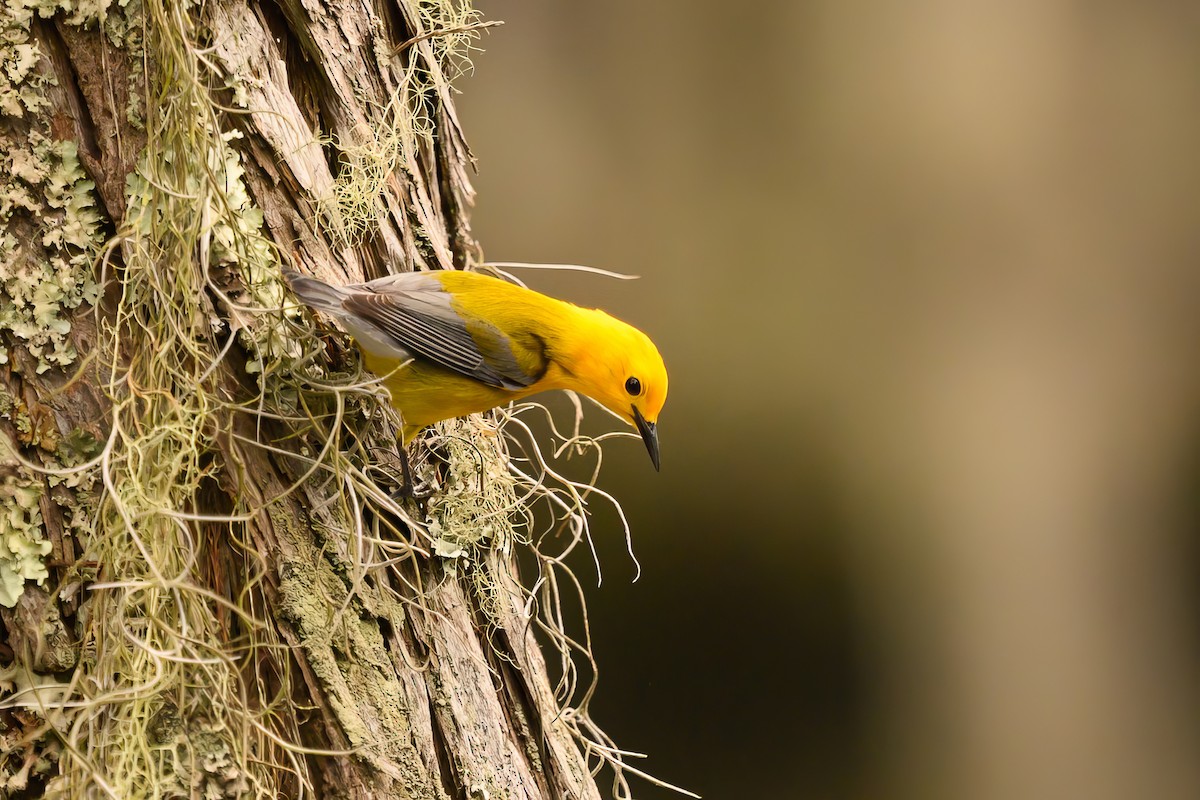 Prothonotary Warbler - ML619667048