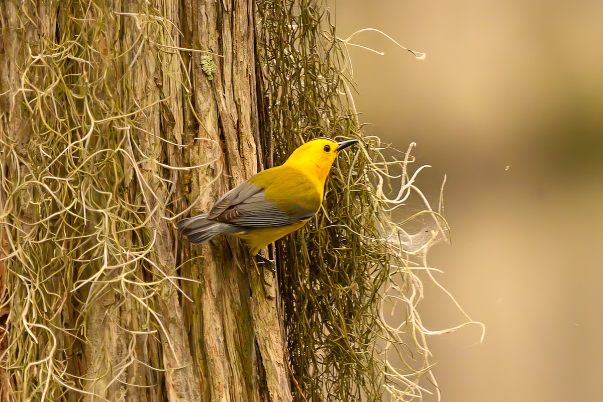 Prothonotary Warbler - ML619667051