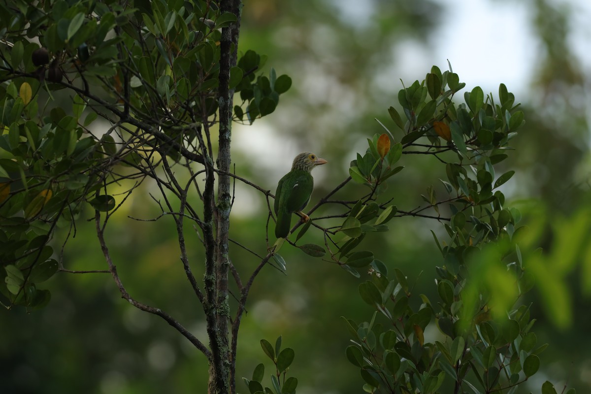 Lineated Barbet - ML619667113