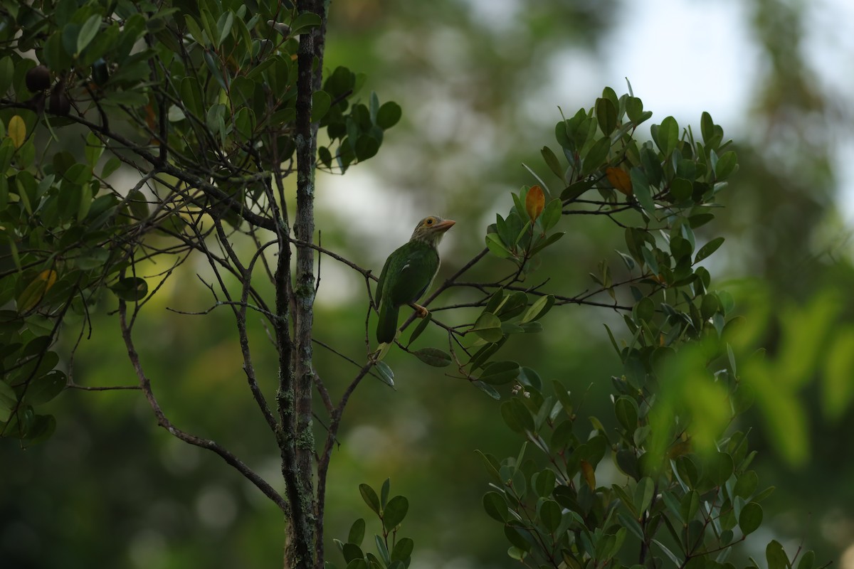Lineated Barbet - ML619667115