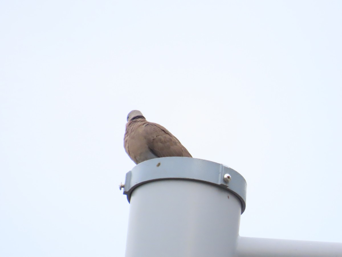 Red Collared-Dove - ML619667155