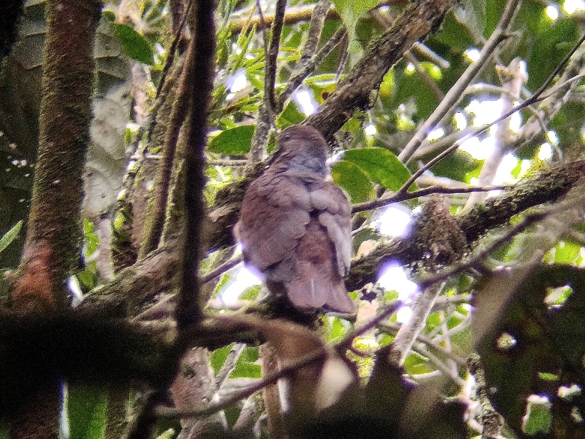 Barred Cuckoo-Dove - ML619667188
