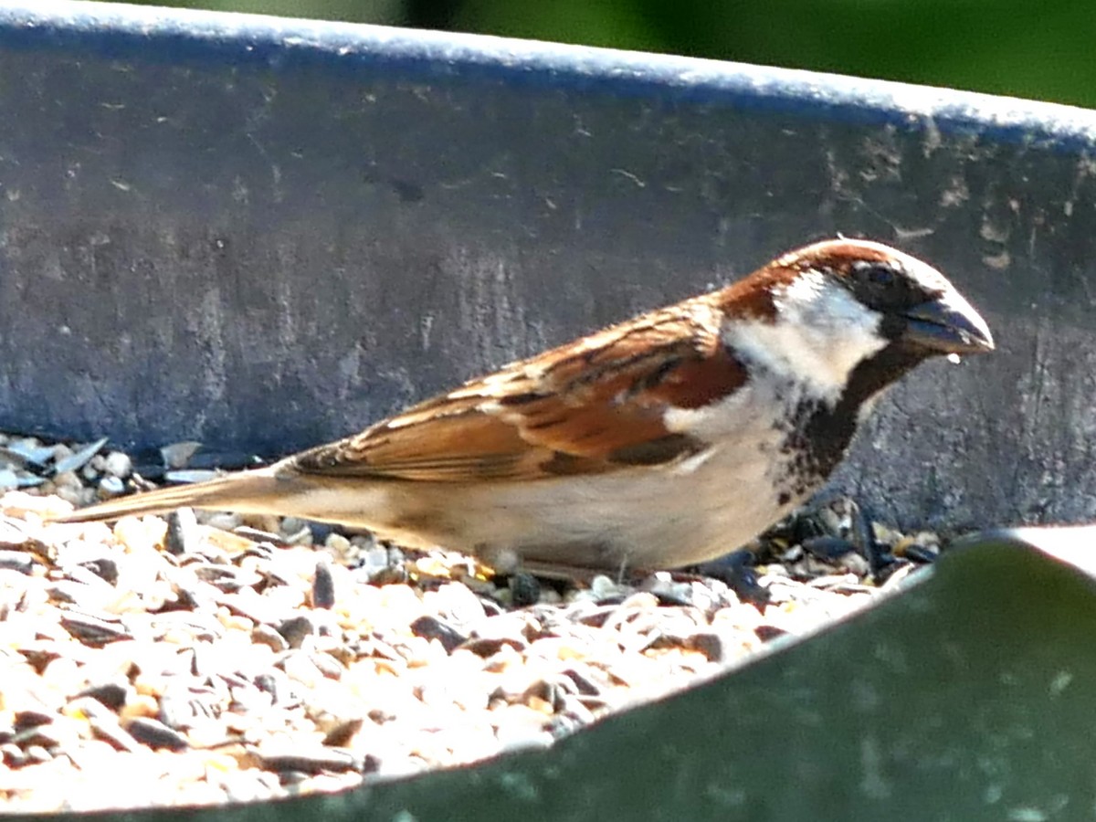 House Sparrow - ML619667192