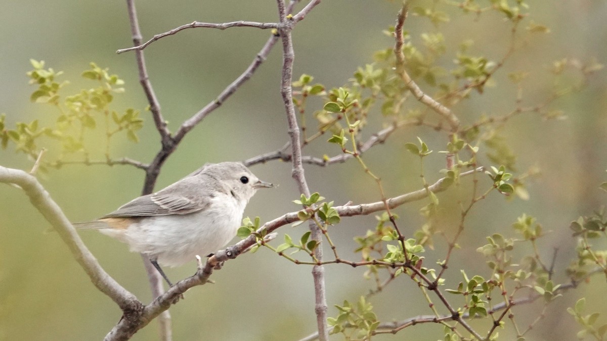 Lucy's Warbler - ML619667257