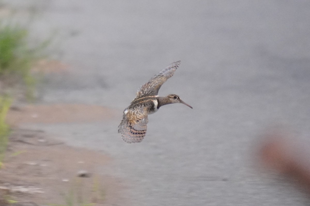 Greater Painted-Snipe - ML619667259
