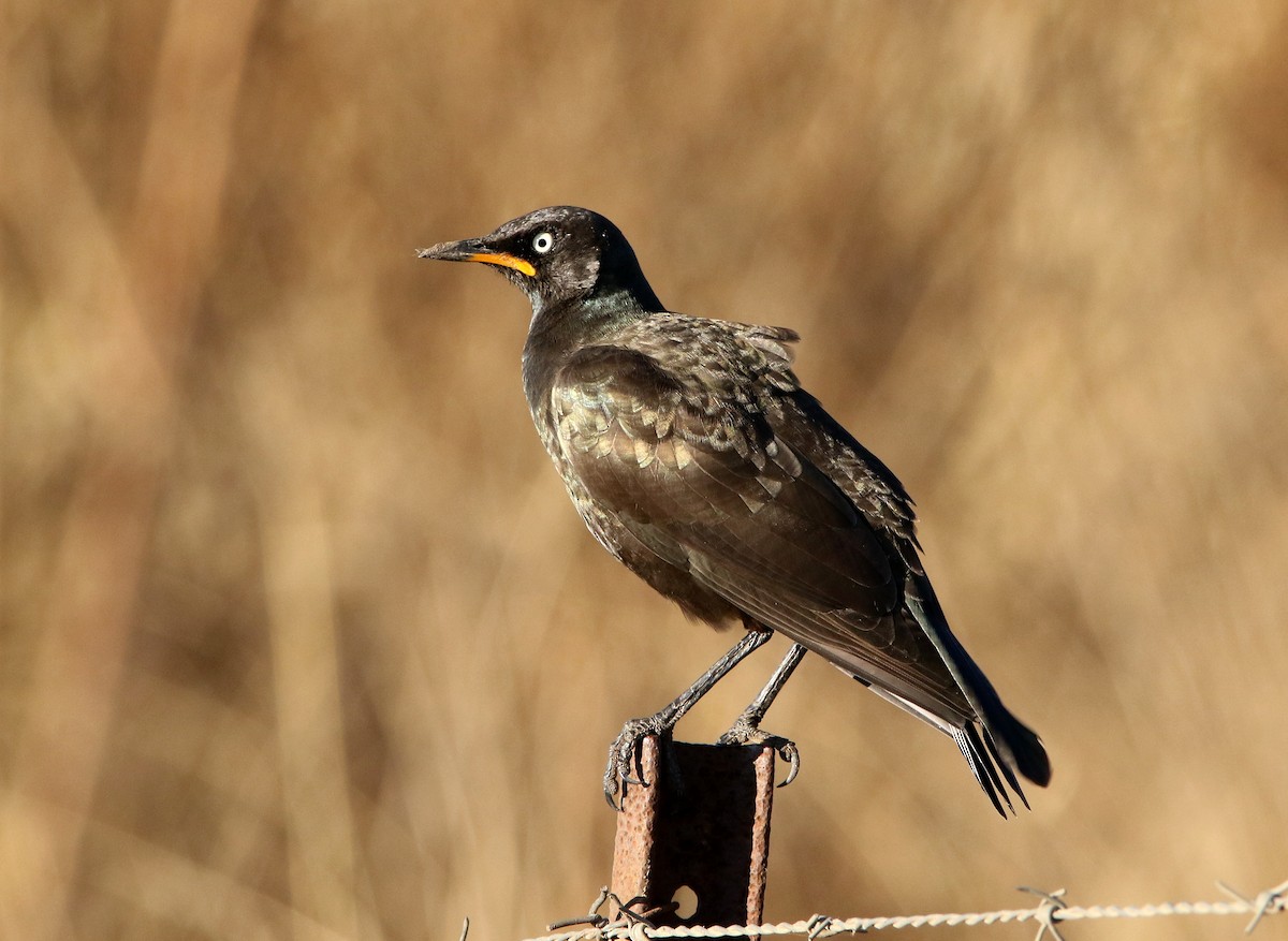 African Pied Starling - ML619667262