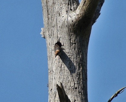 Brown-headed Nuthatch - ML619667346