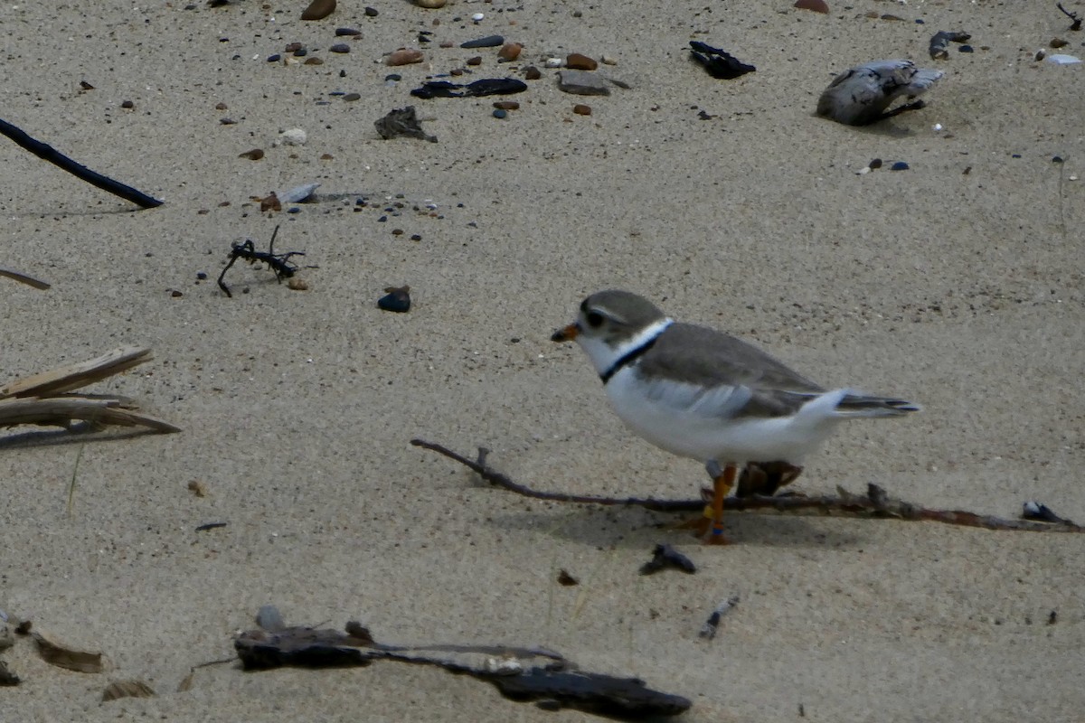 Piping Plover - ML619667362