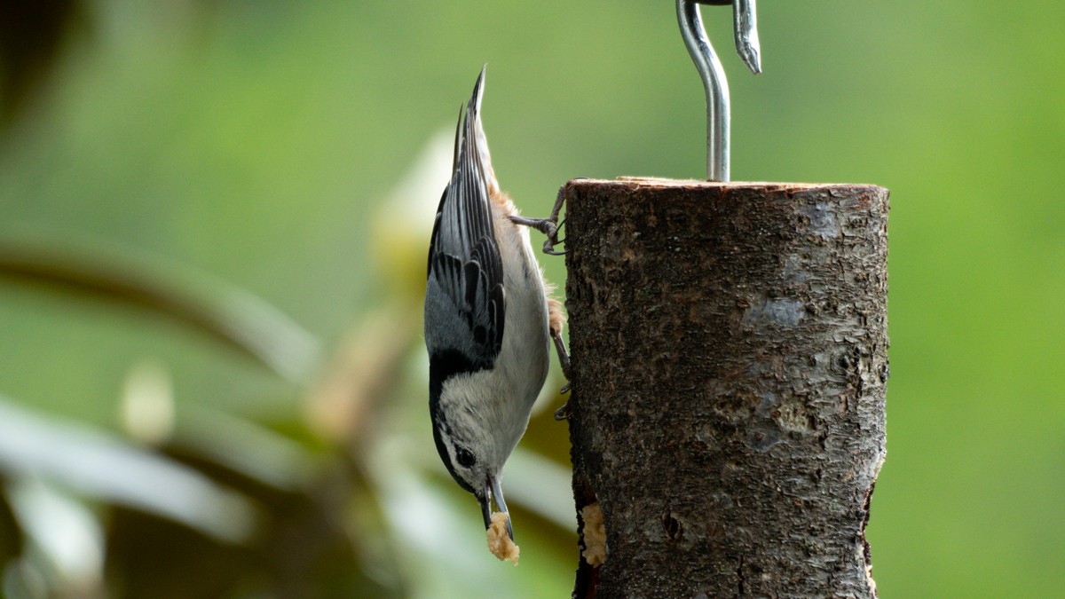 White-breasted Nuthatch - ML619667564