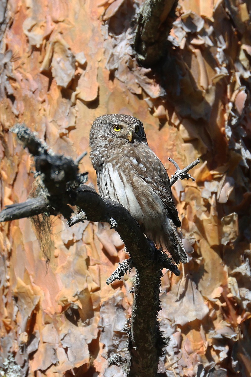 Eurasian Pygmy-Owl - ML619667570