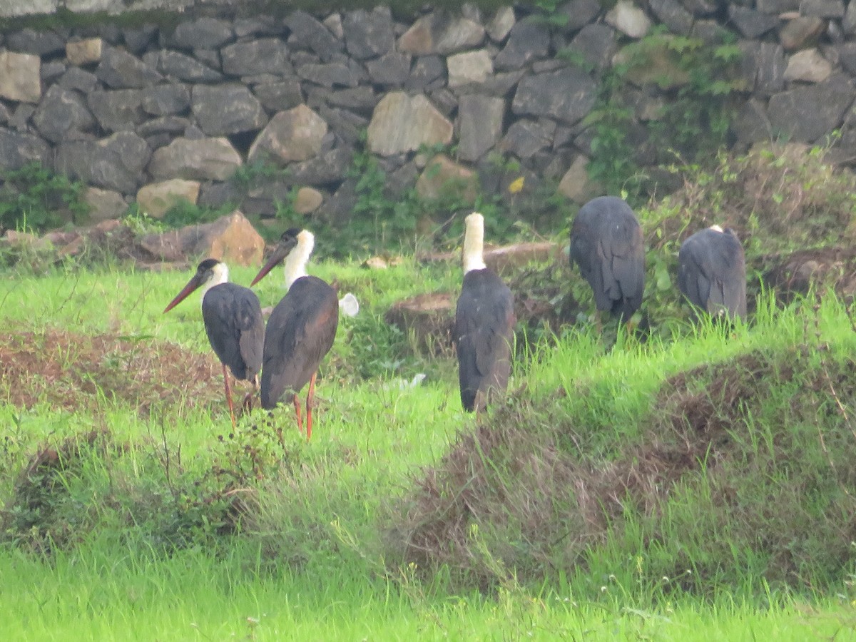 Asian Woolly-necked Stork - ML619667584