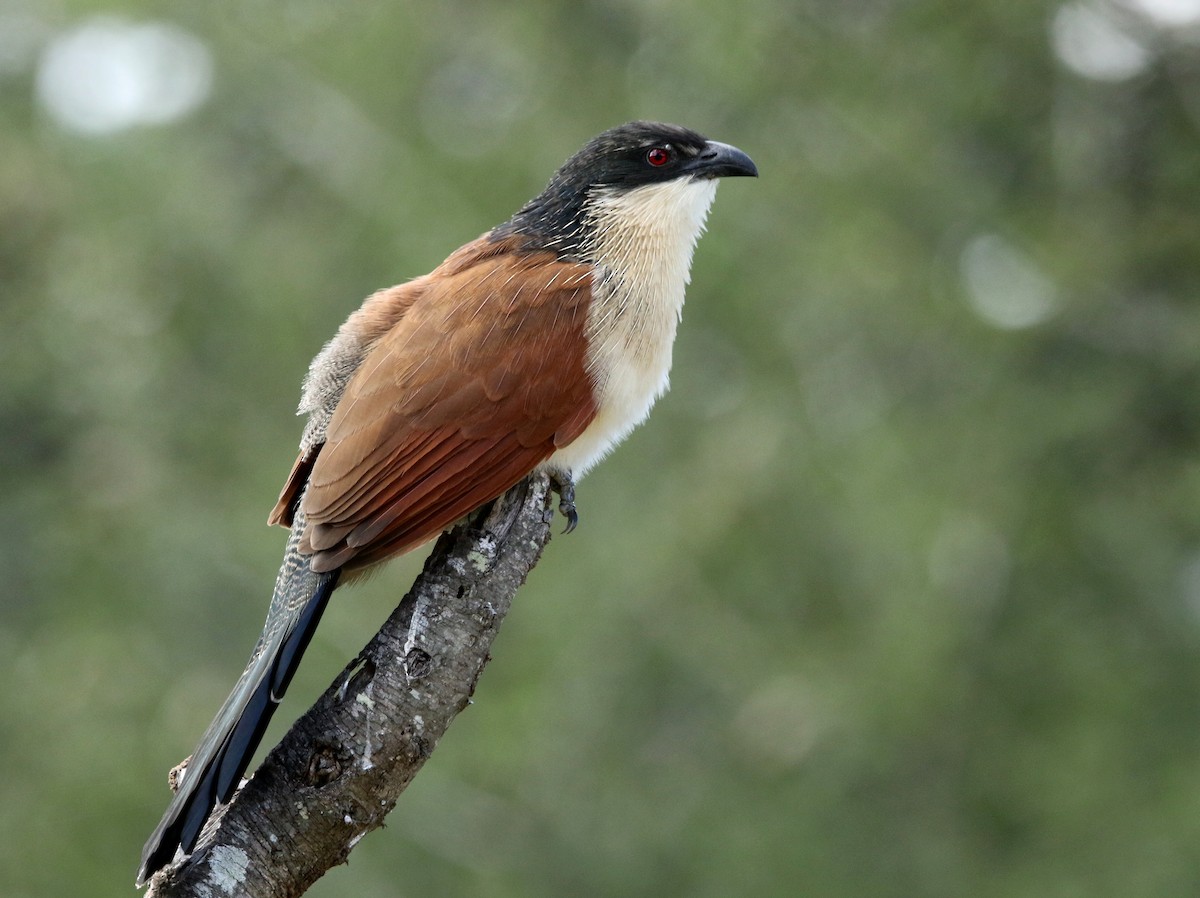 White-browed Coucal - ML619667597