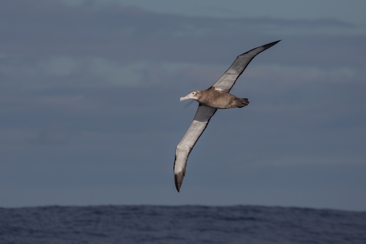 albatros stěhovavý - ML619667606