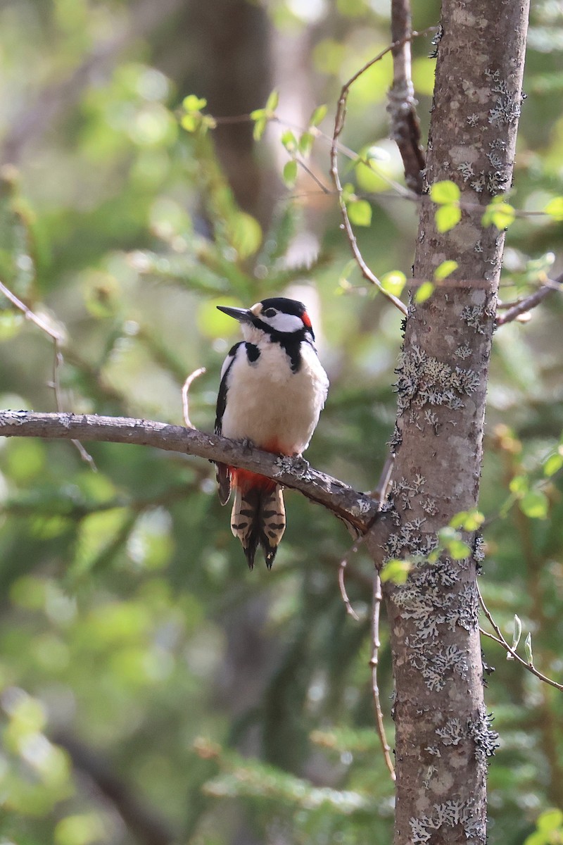 Great Spotted Woodpecker - ML619667610