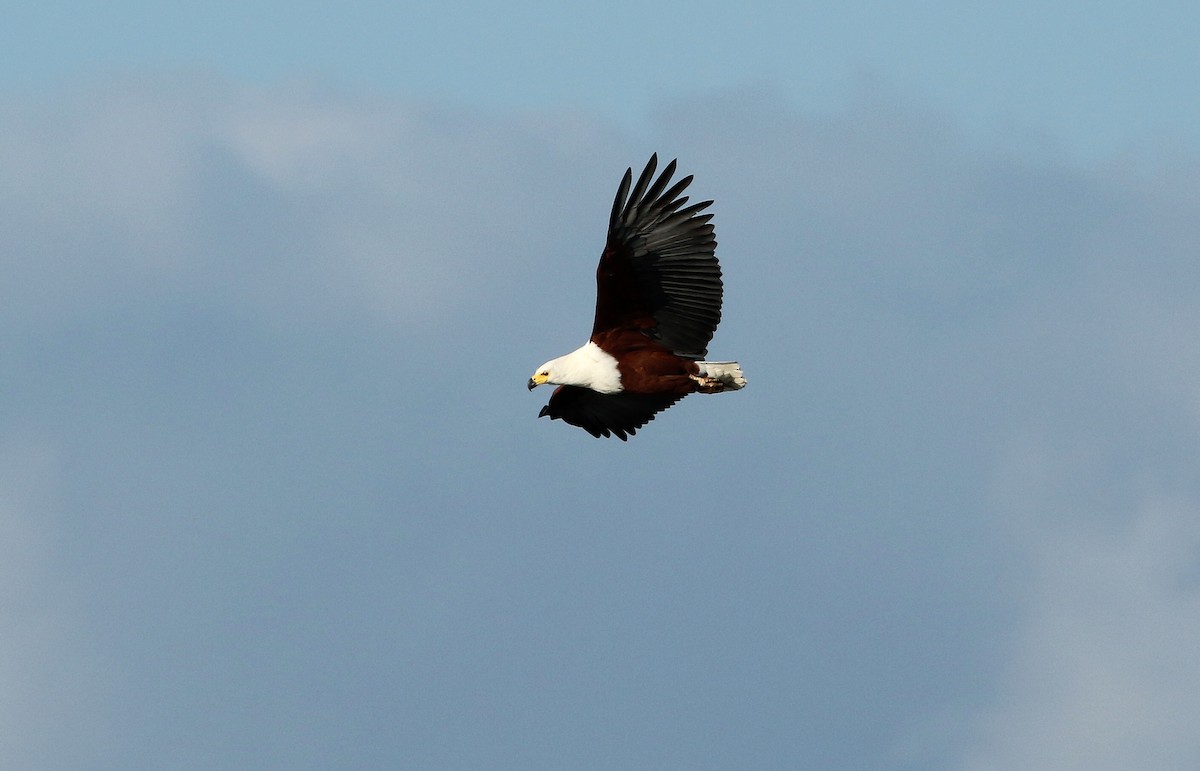 African Fish-Eagle - ML619667659