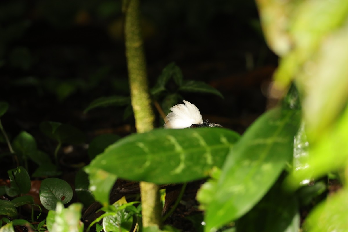 White-crested Laughingthrush - ML619667702