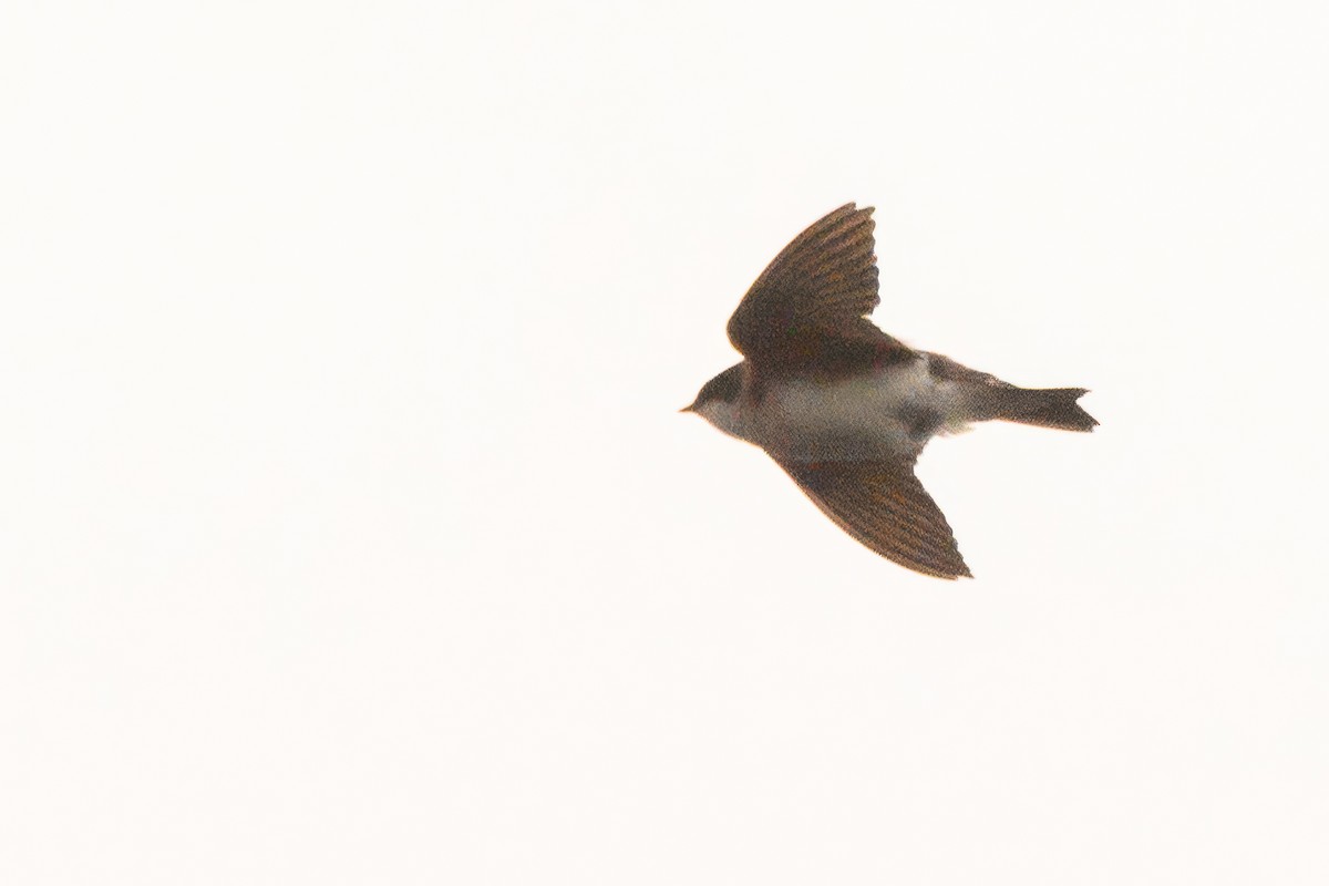 Northern Rough-winged Swallow - ML619667717