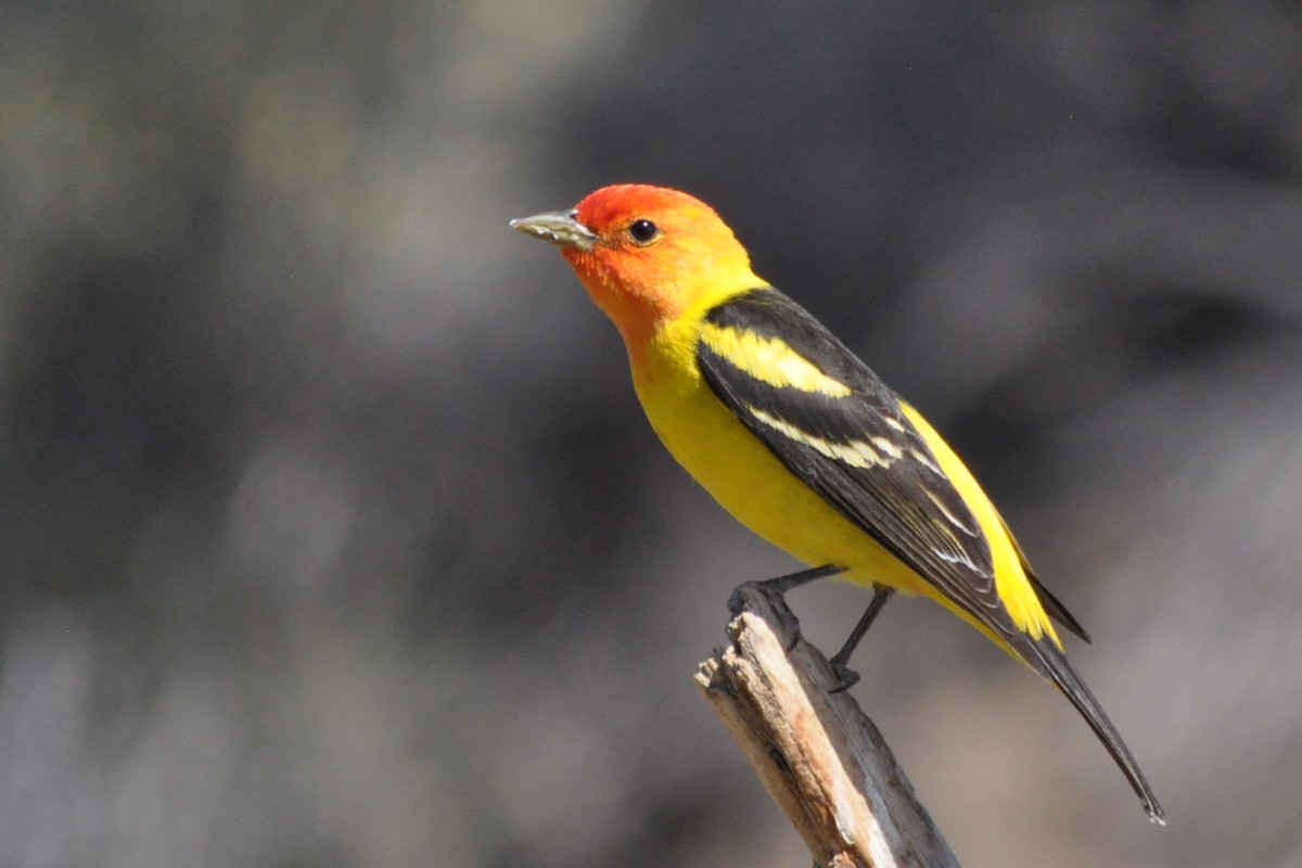 Western Tanager - ML619667726