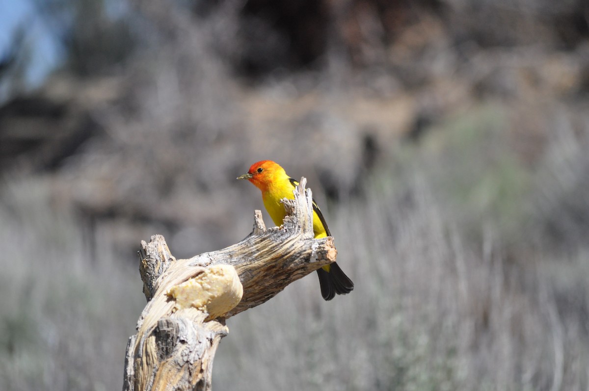 Western Tanager - ML619667727