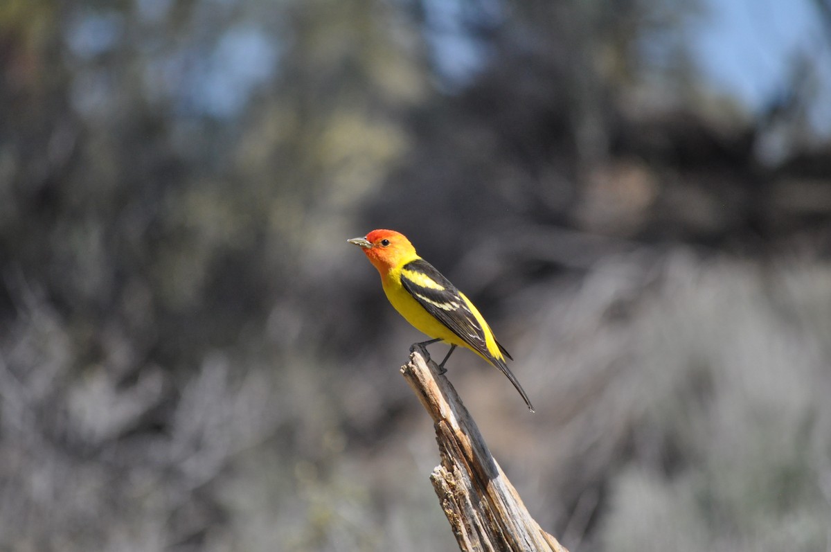 Western Tanager - ML619667729