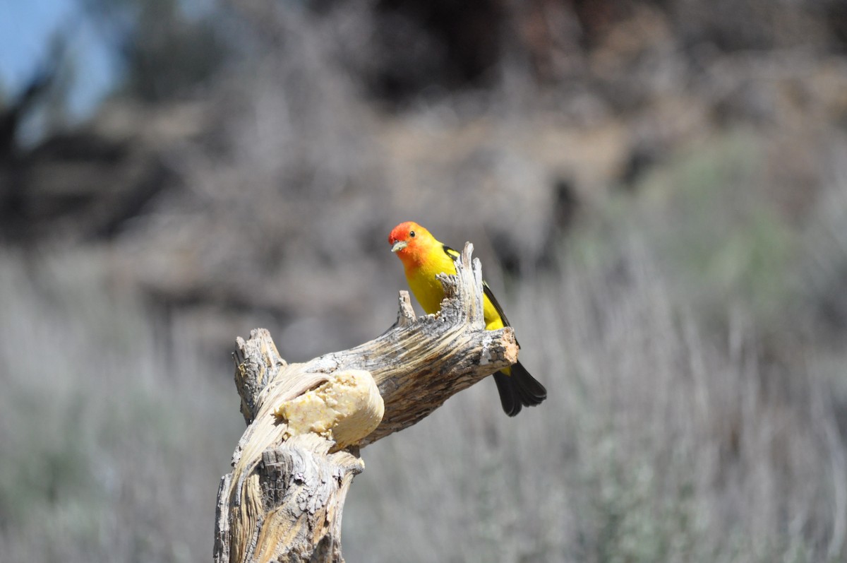 Western Tanager - ML619667730