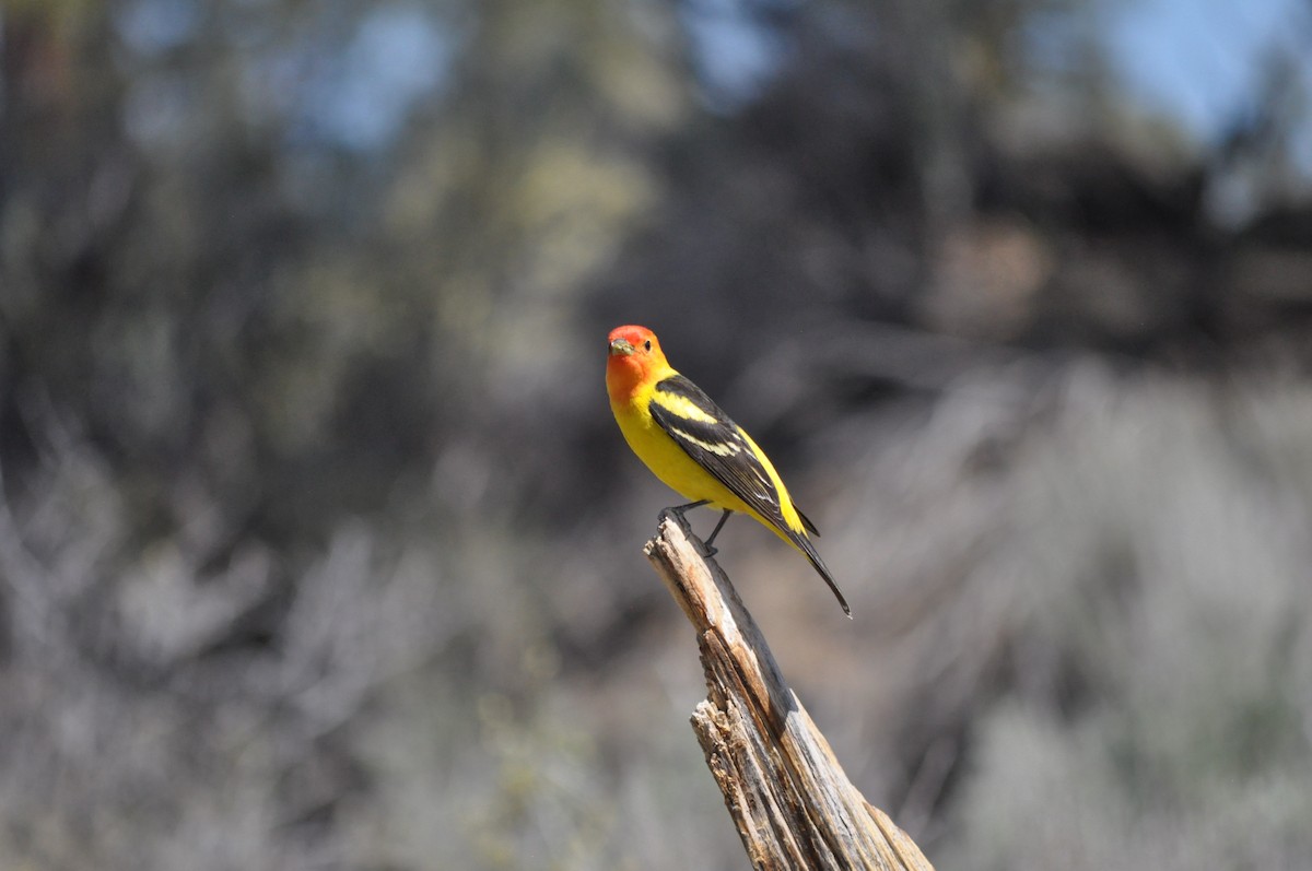 Western Tanager - ML619667732