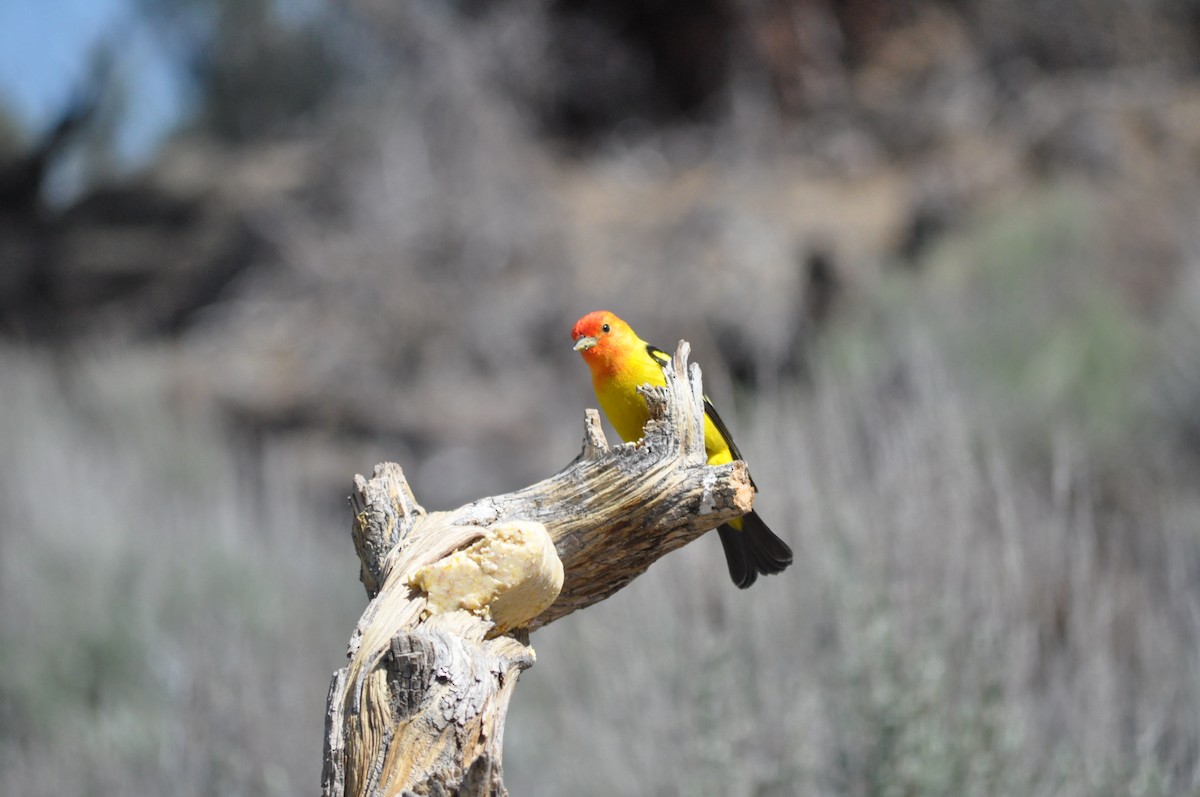 Western Tanager - ML619667733