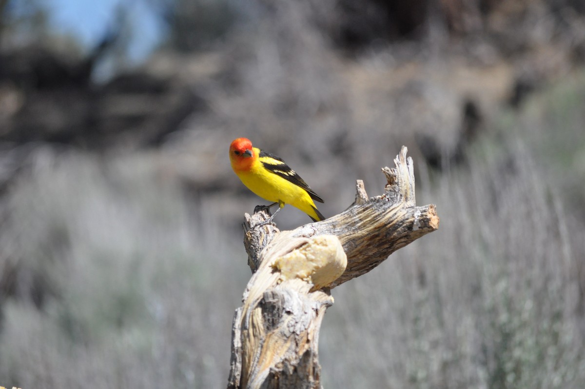 Western Tanager - ML619667735