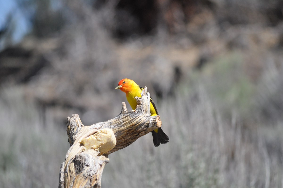 Western Tanager - ML619667736
