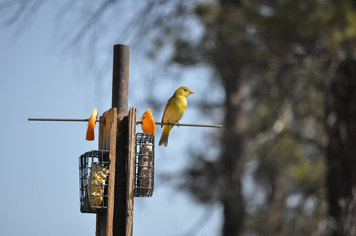 Western Tanager - ML619667738