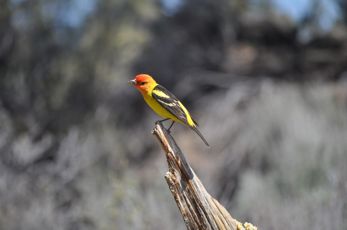 Western Tanager - ML619667739